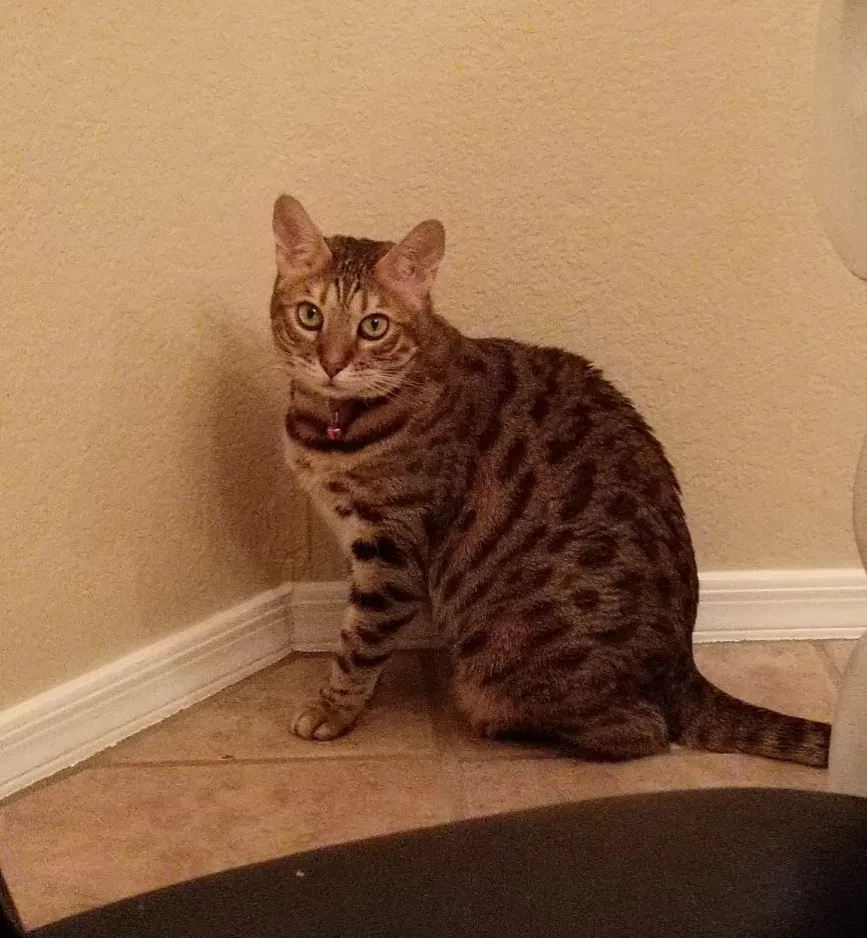 Lost cat in Gilbert, AZ, 85296