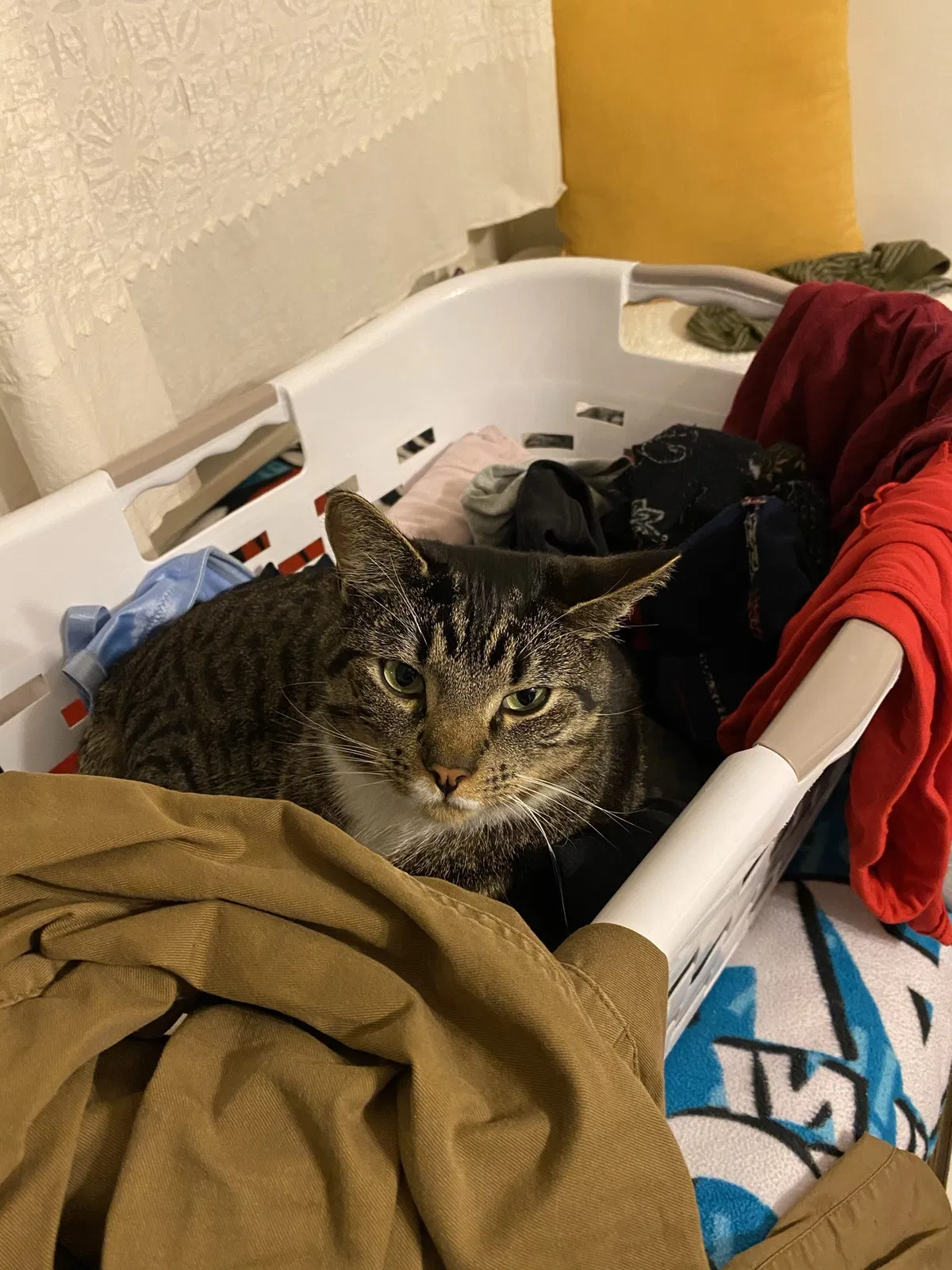Lost cat in Seattle, WA, 98144