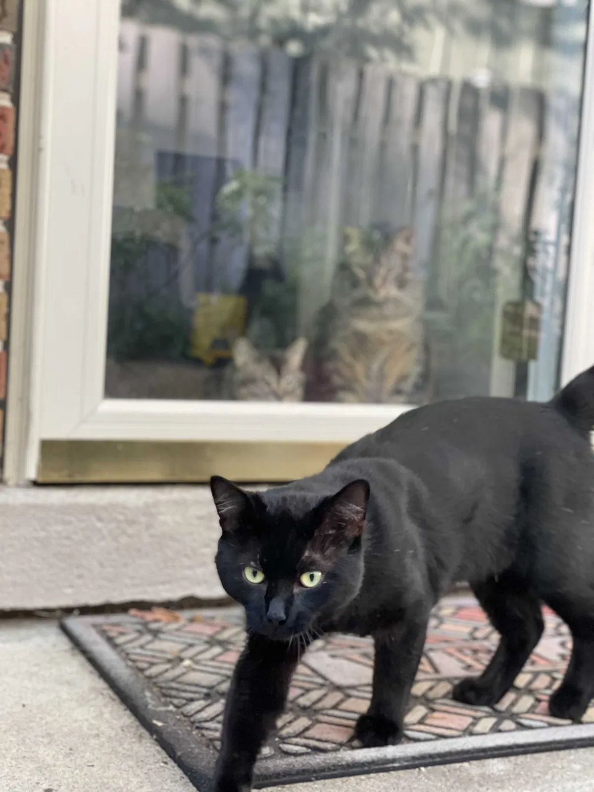 Lost cat in Highland Park, IL, 60035