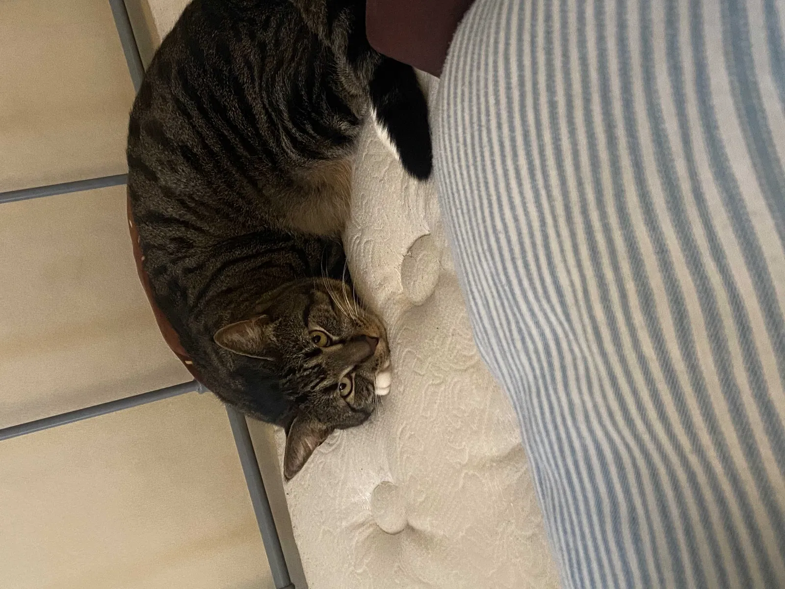 Lost cat in Murfreesboro, TN, 37127