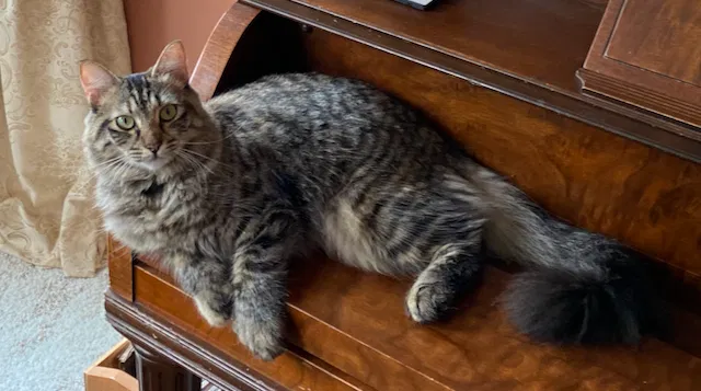 Lost cat in Vancouver, WA, 98663