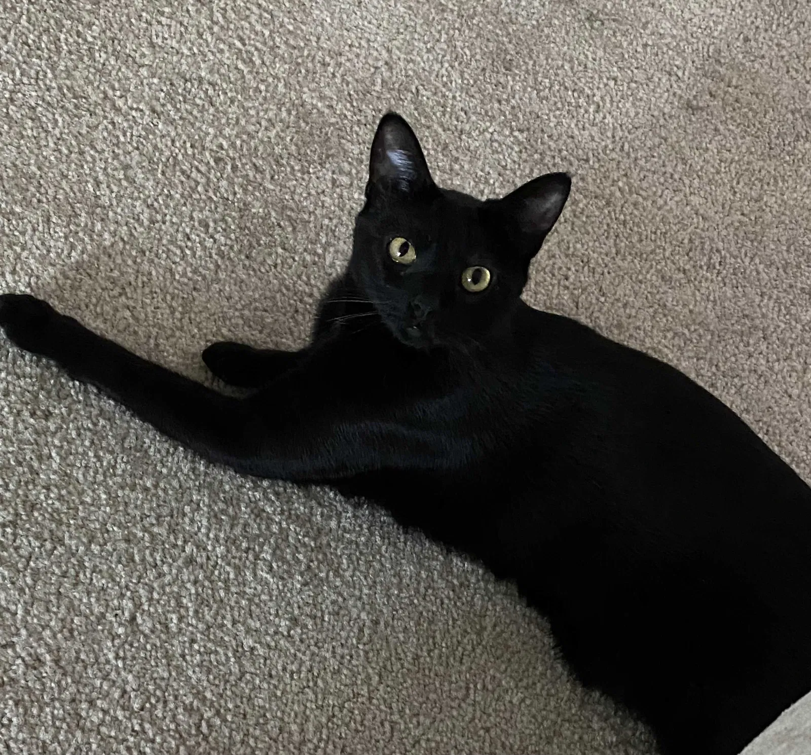 Lost cat in Victorville, CA, 92395