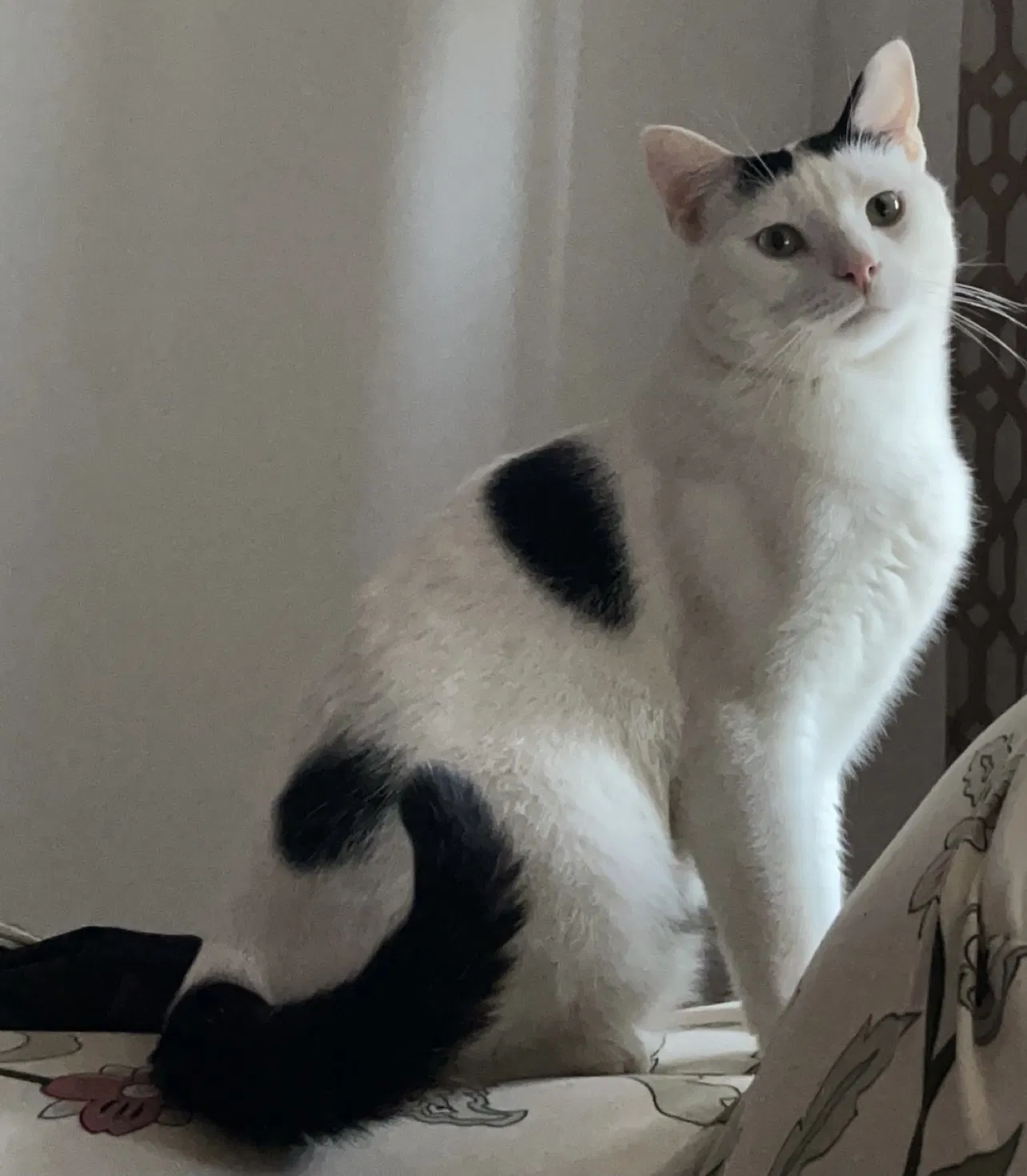 Lost cat in Annandale, VA, 22003