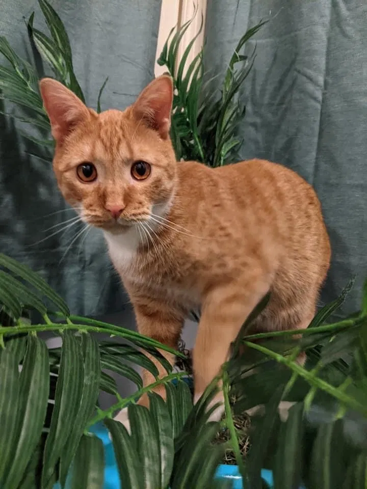 Lost cat in Carlisle, PA, 17013