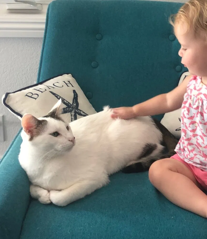 Lost cat in Fallbrook, CA, 92028