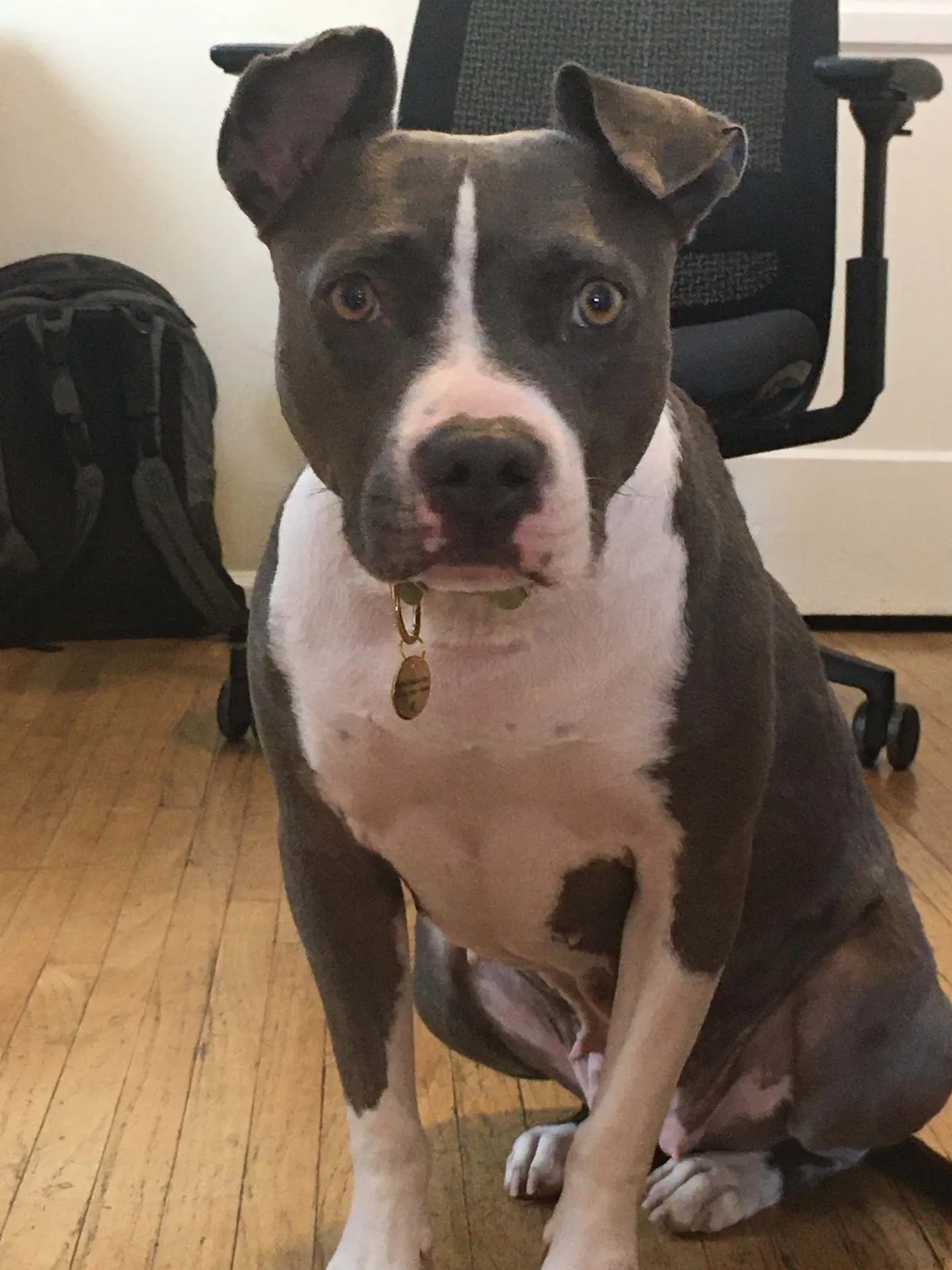 Lost dog in Joshua Tree, CA, 92252