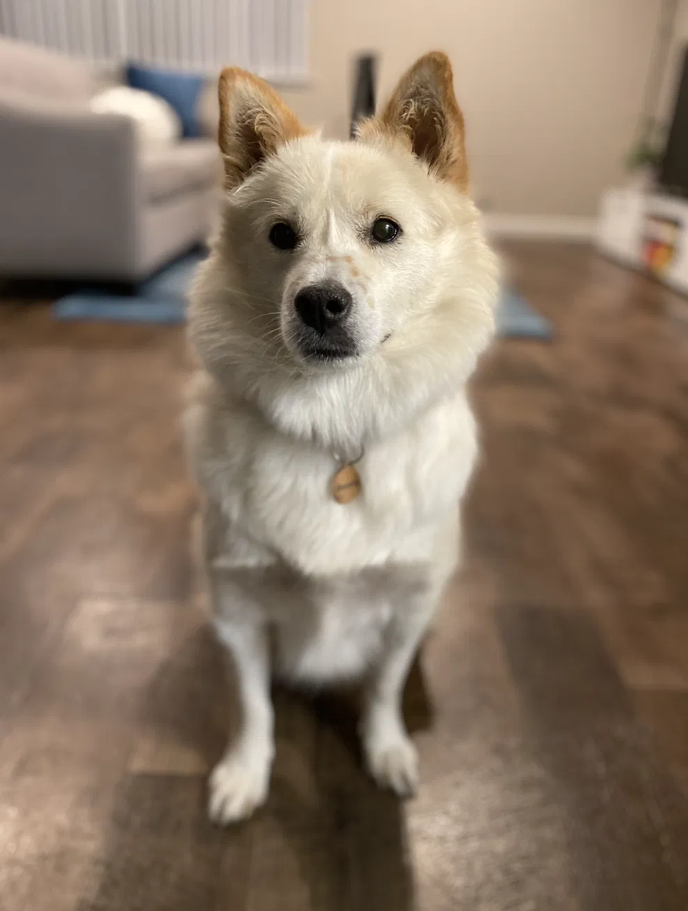 Lost dog in Stanford, CA, 94305