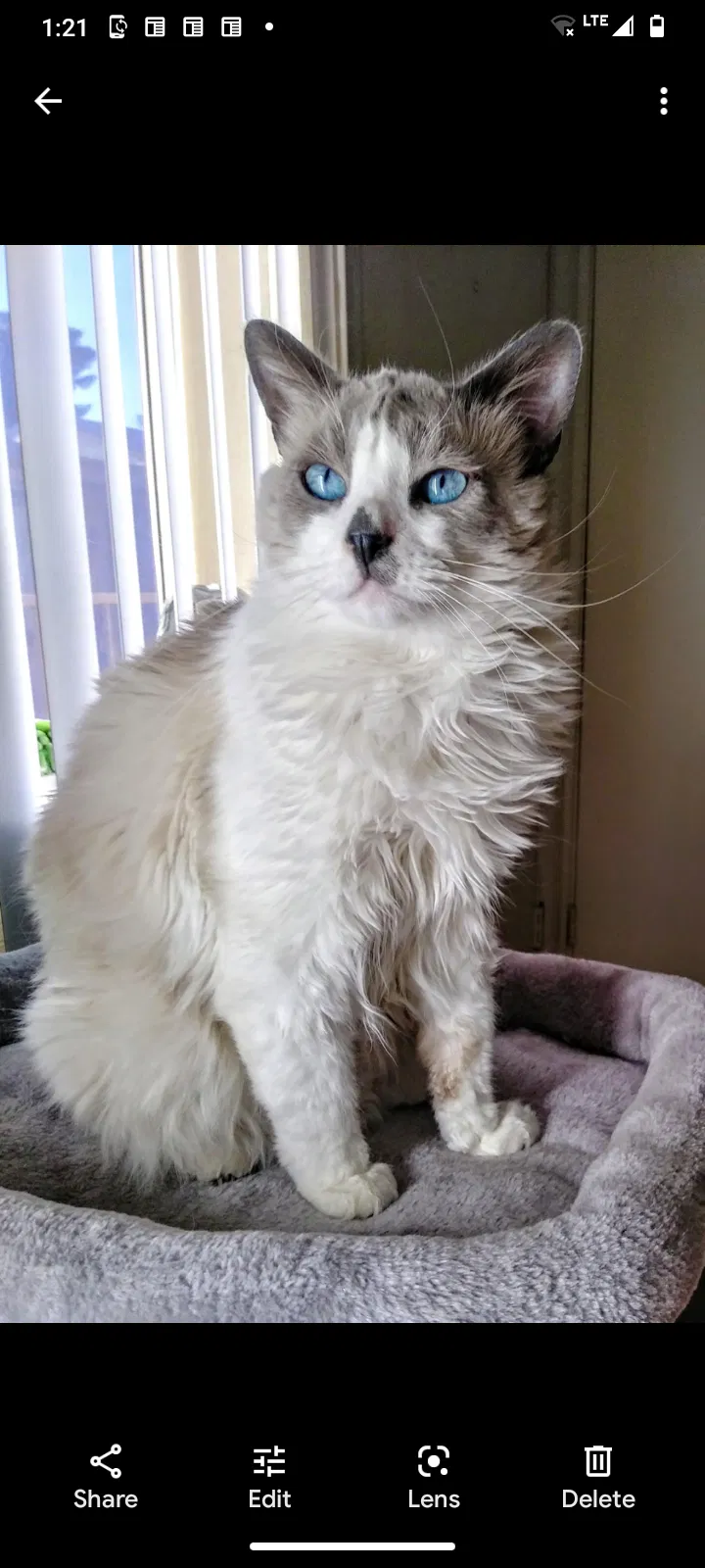 Lost cat in Oklahoma City, OK, 73132