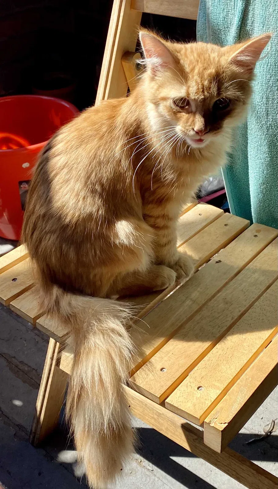 Lost cat in Cleveland, OH, 44106