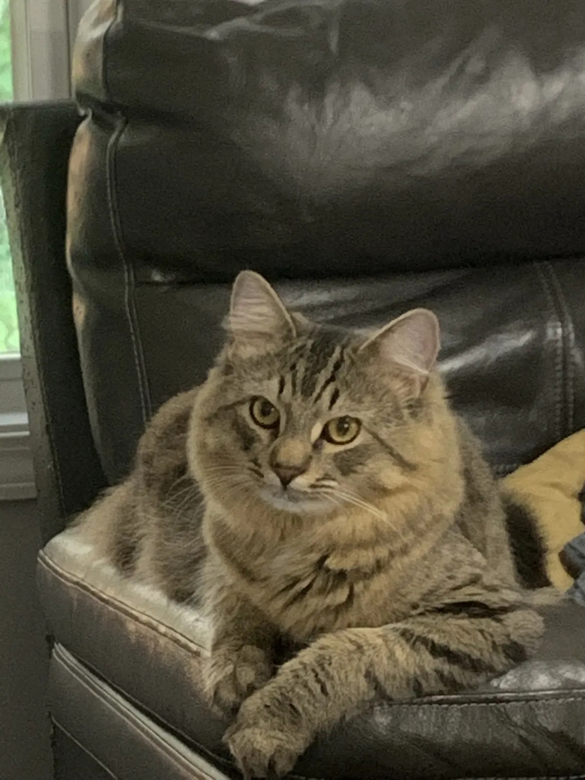 Lost cat in Villa Rica, GA, 30180