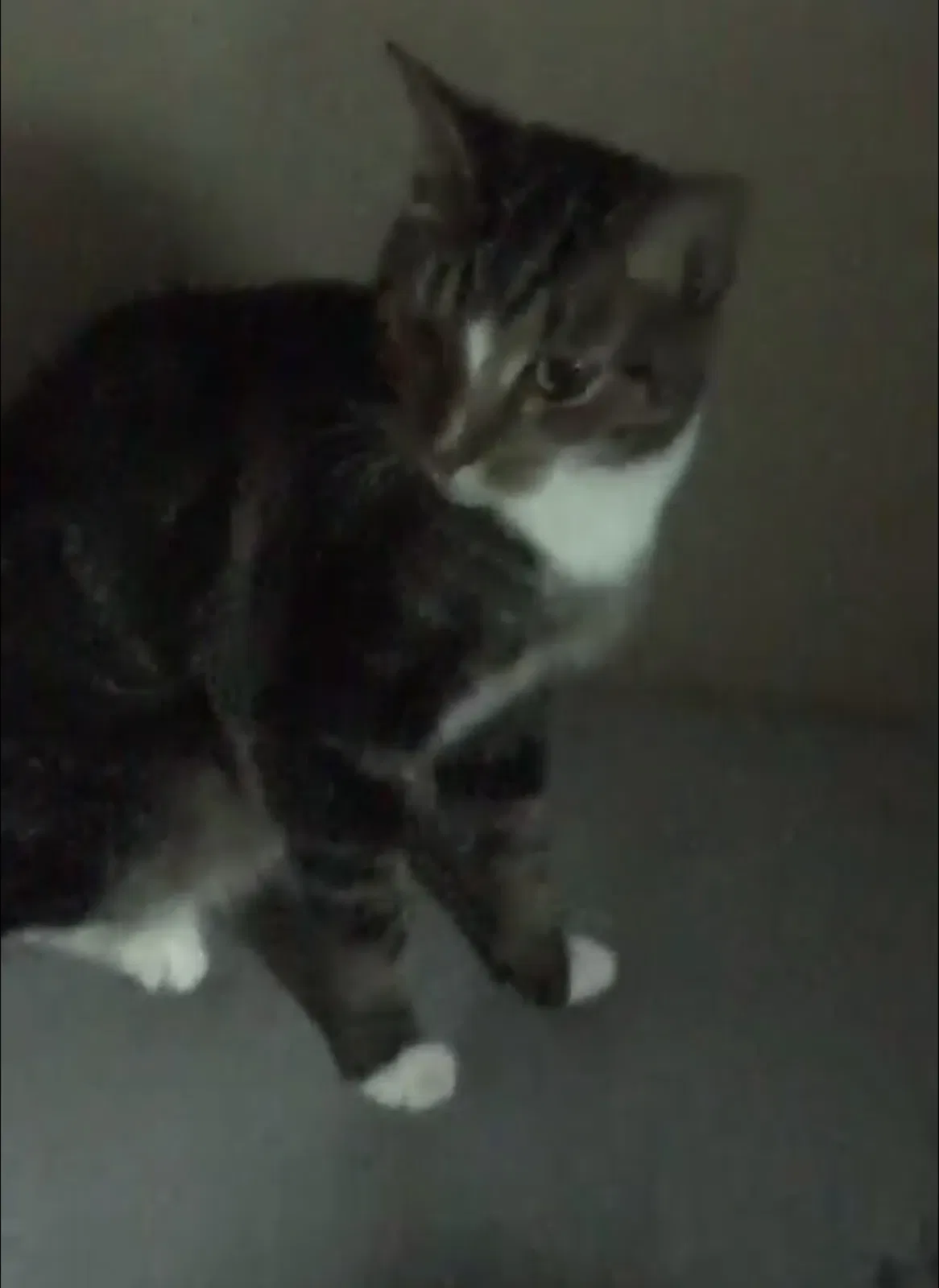 Missing Cat