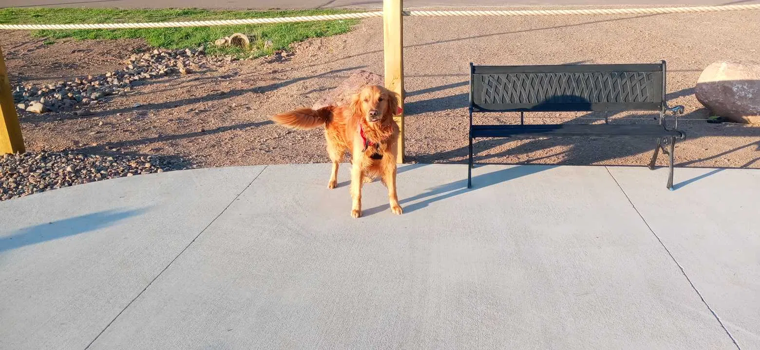 Lost dog in Hibbing, MN, 55746
