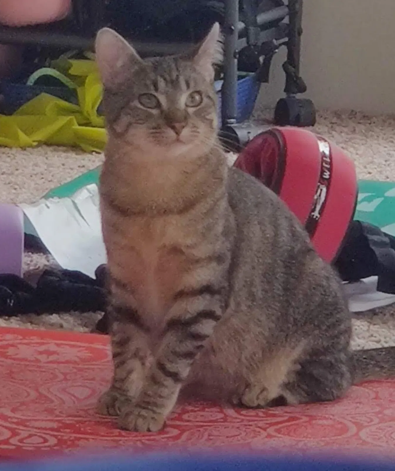 Lost cat in Melvindale, MI, 48122