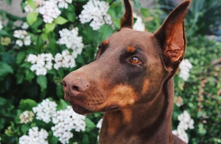 Lost dog in Prescott, AZ, 86303