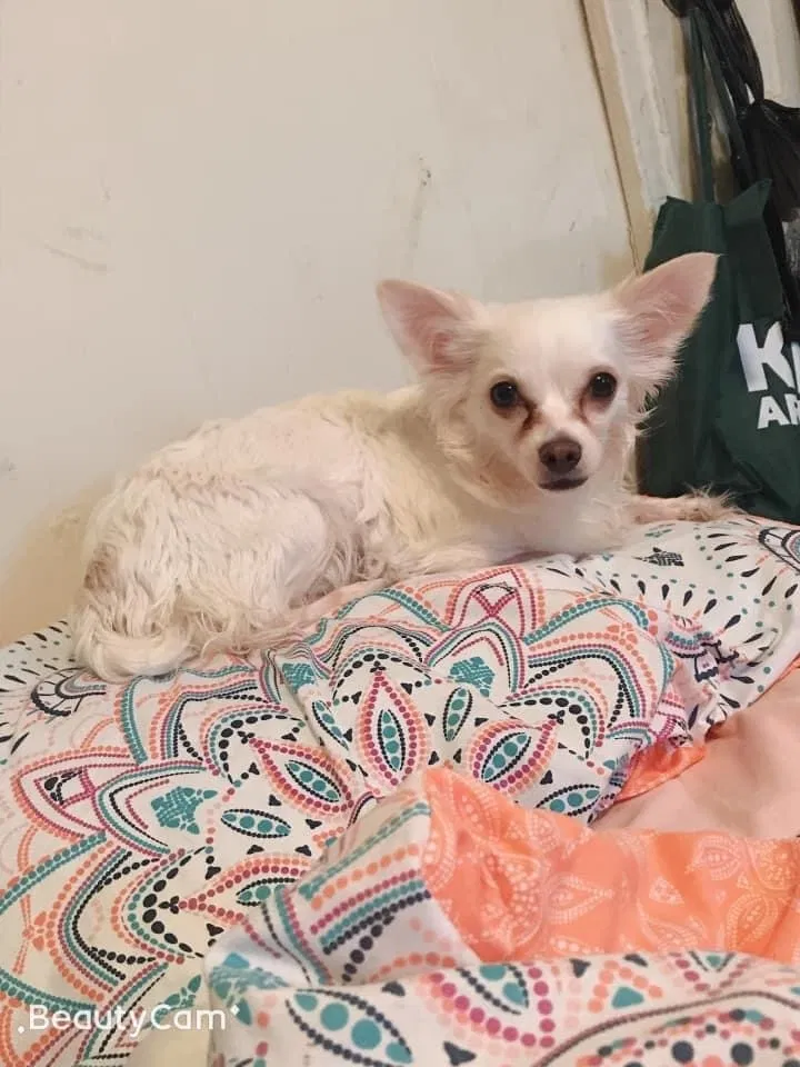 Lost dog in Trenton, NJ, 8629