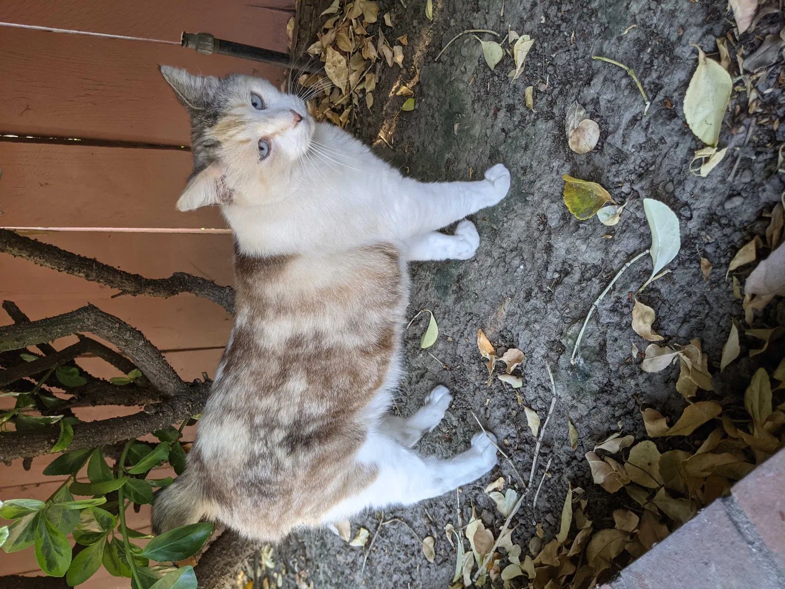 Lost cat in Union City, CA, 94587
