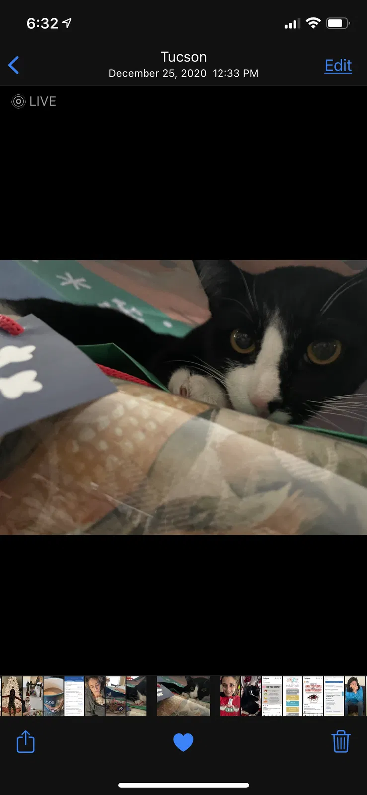 Lost cat in Tucson, AZ, 85756