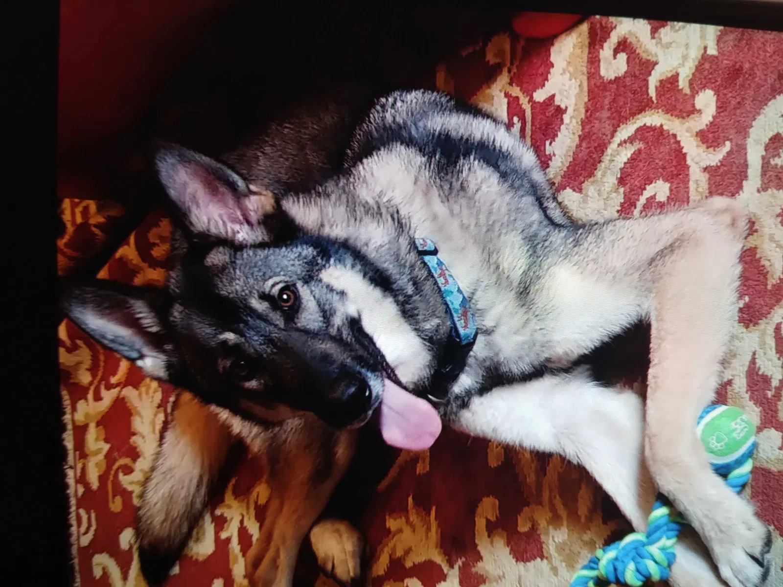 Lost dog in Alvin, TX, 77511