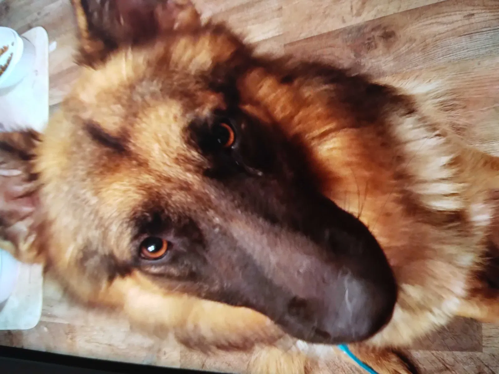 Lost dog in Alvin, TX, 77511