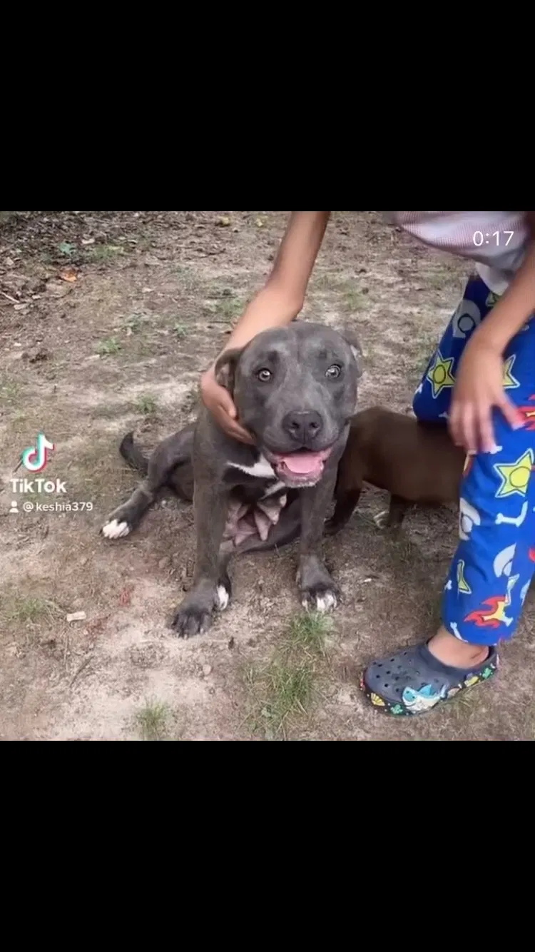 Lost dog in Winston, GA, 30187