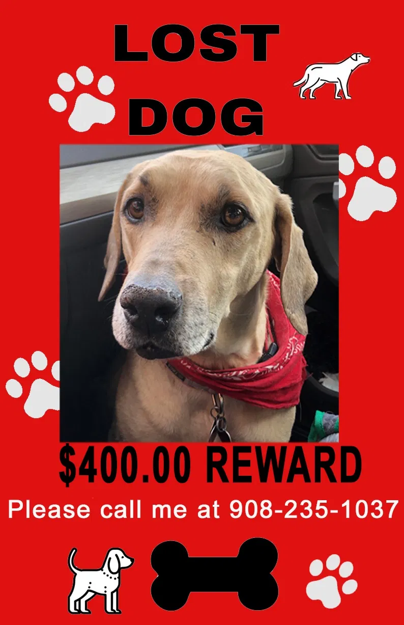 Lost dog in Santa Fe, NM, 87508