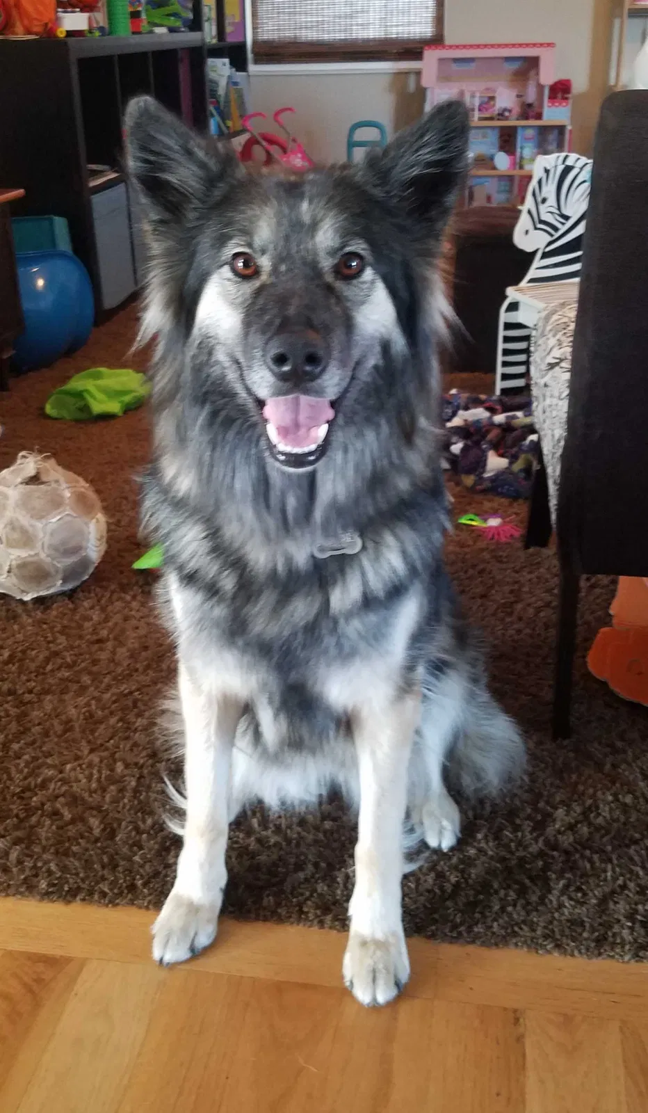 Lost dog in Salt Lake City, UT, 84115