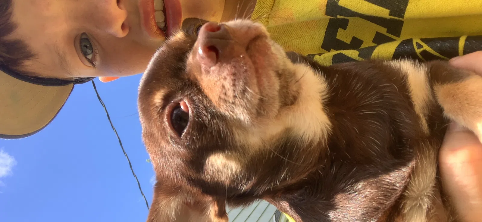 Lost dog in Campbell, OH, 44405