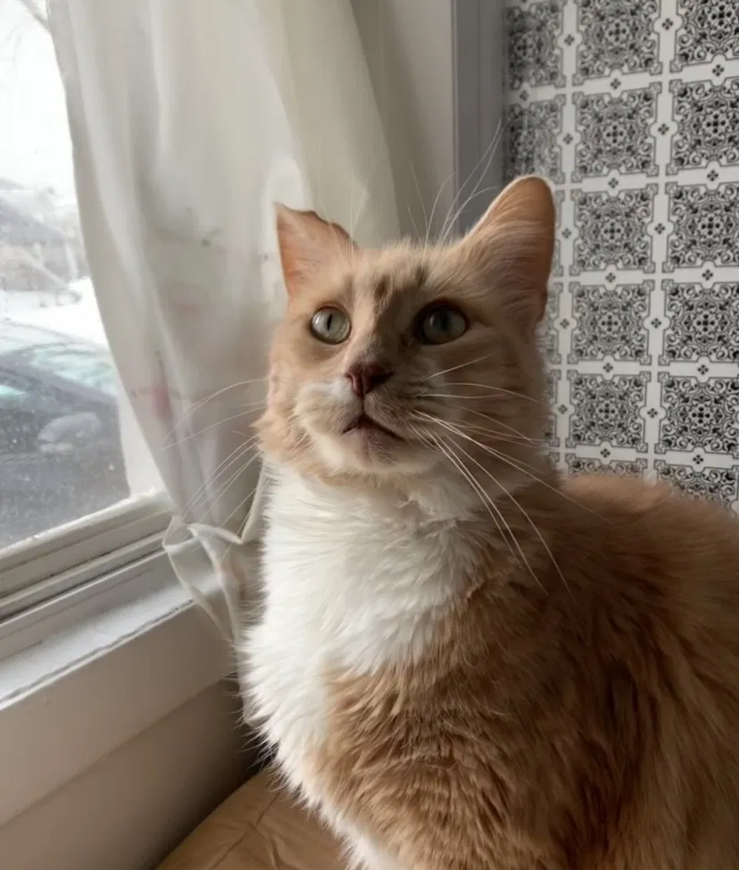 Lost cat in Garfield, NJ, 7026