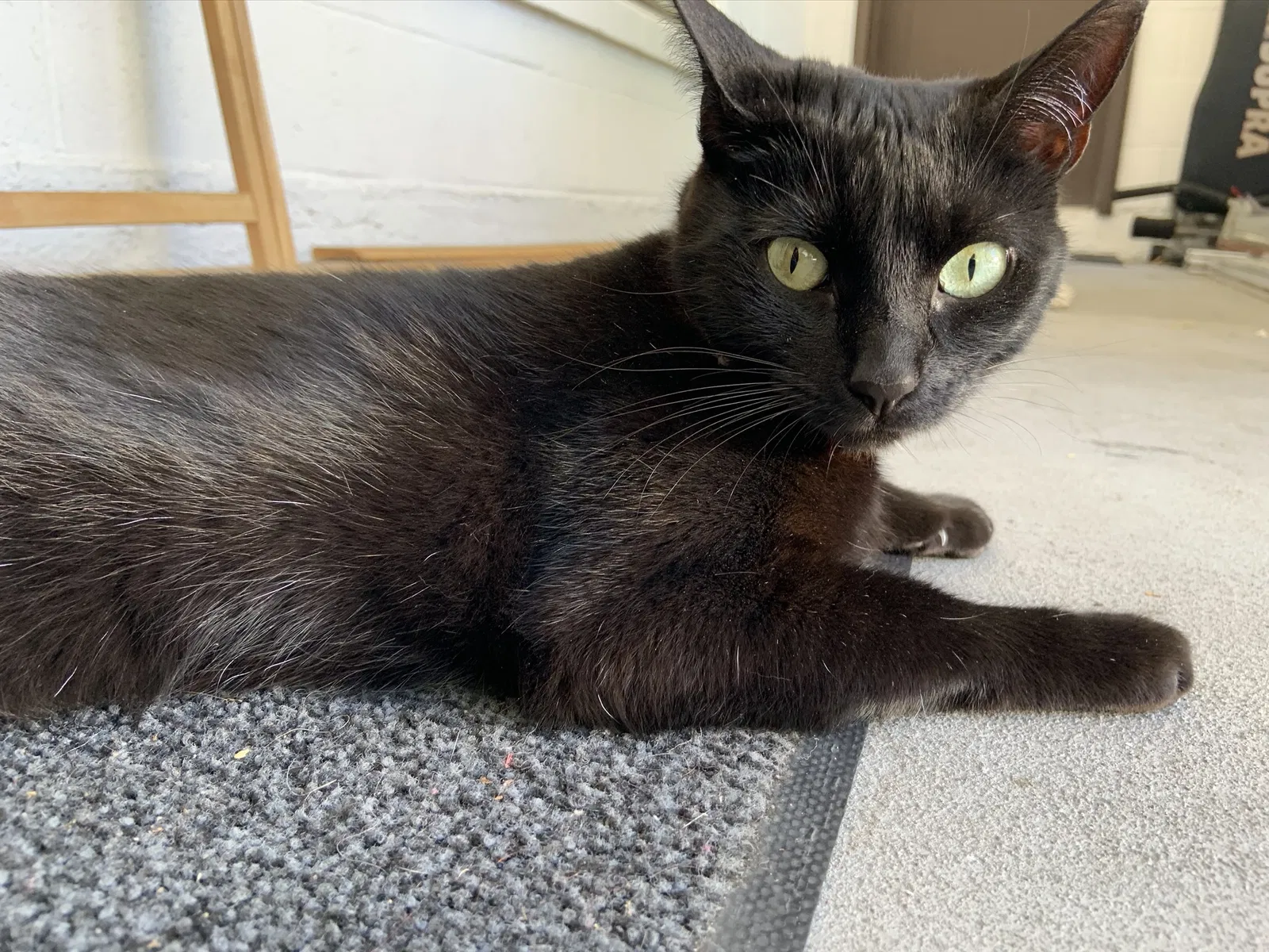 Lost cat in Lafayette, CA, 94549