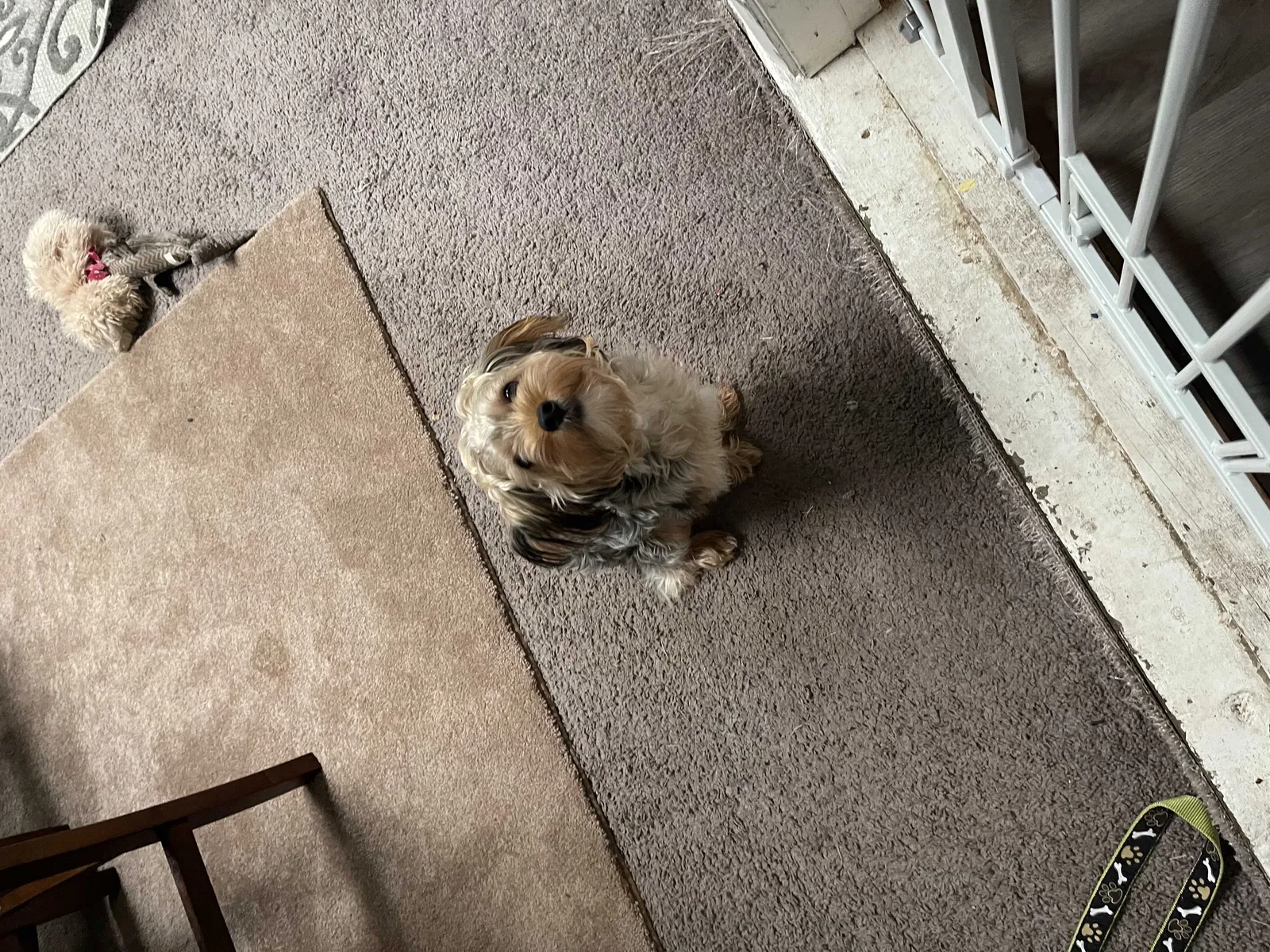 Lost dog in Indianapolis, IN, 46226