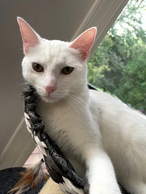 Lost cat in Atlanta, GA, 30307
