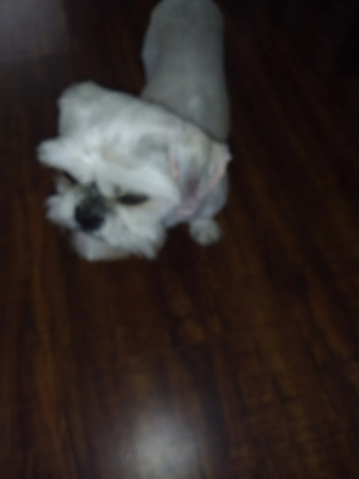 Lost dog in Memphis, TN, 38116