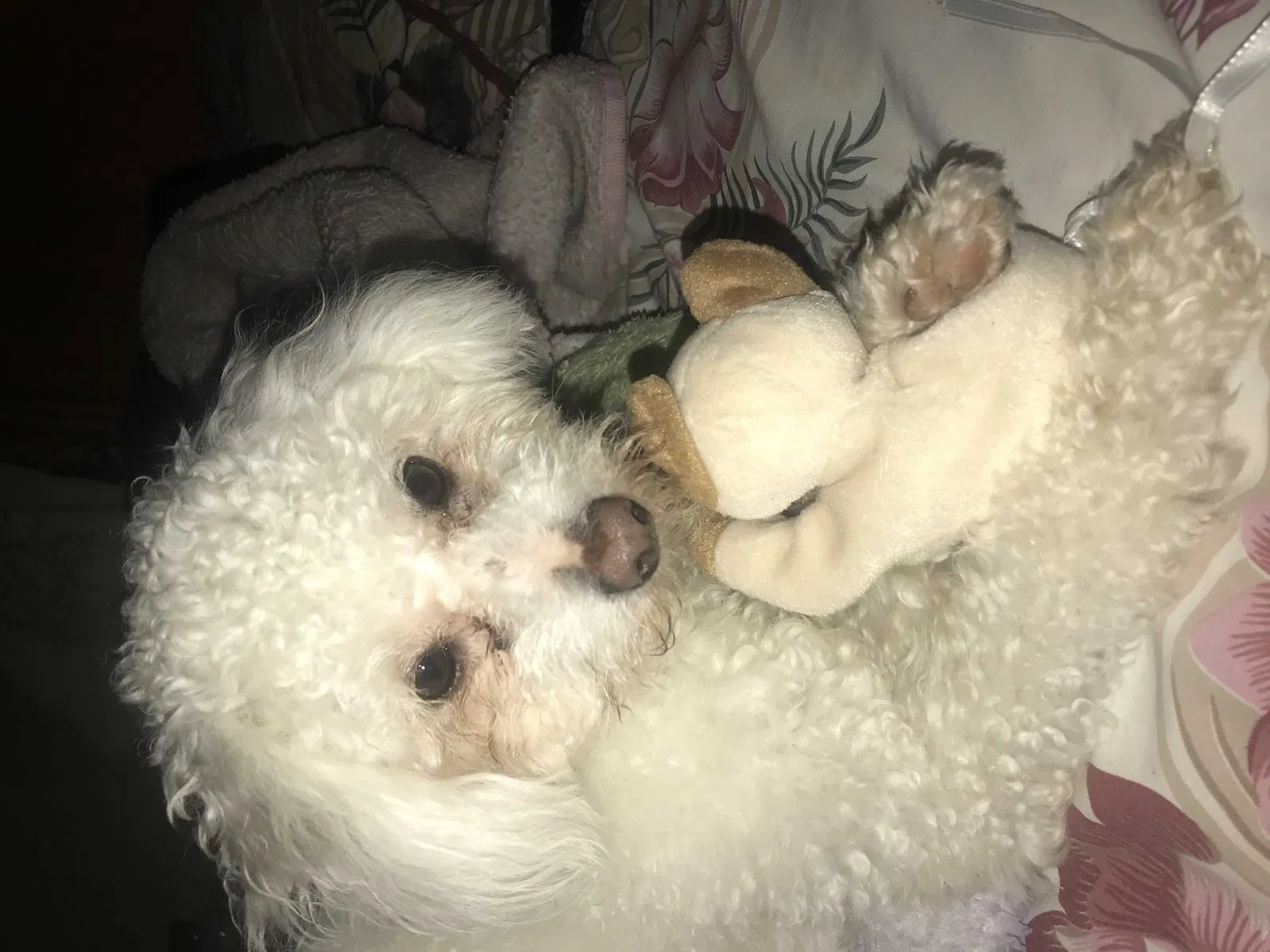 Lost dog in Milwaukee, WI, 53215