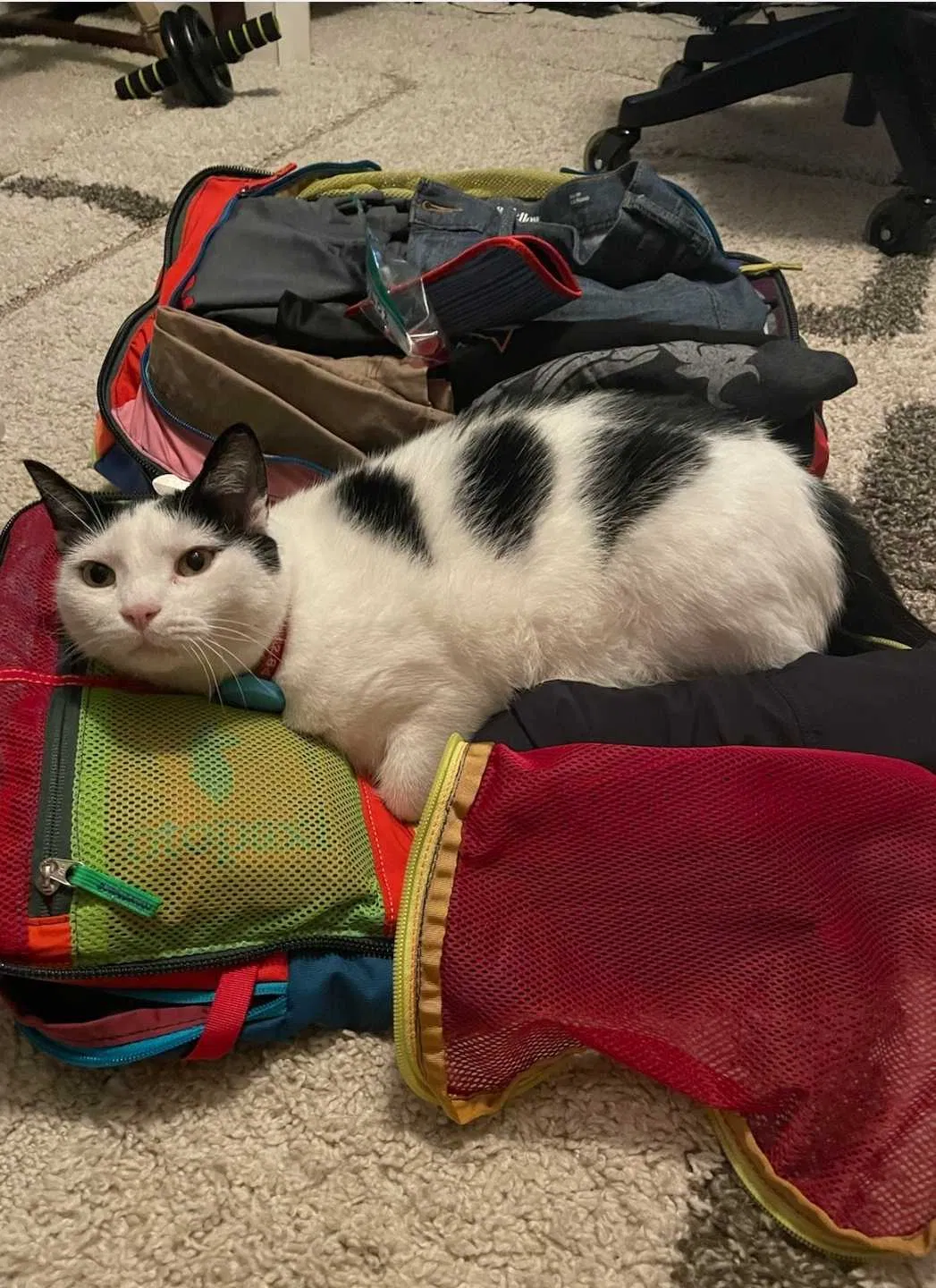 Lost cat in Raleigh, NC, 27604