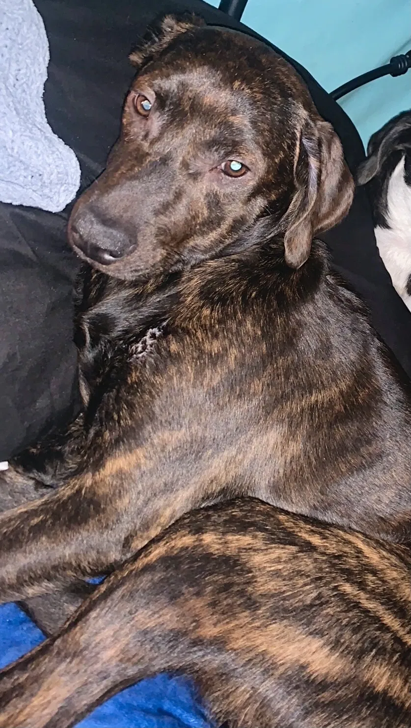 Lost dog in Anderson, IN, 46016