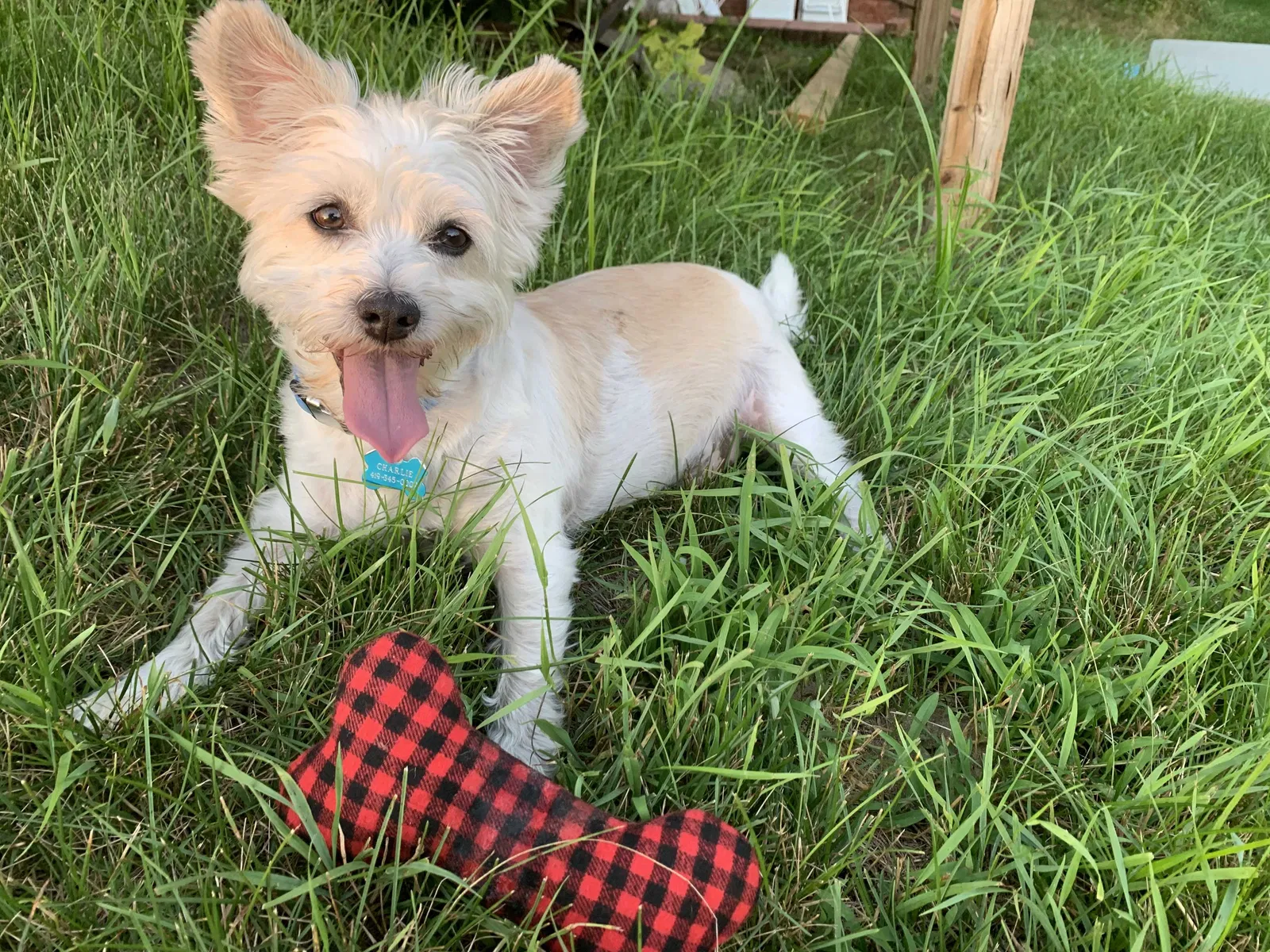 Lost dog in Temperance, MI, 48182