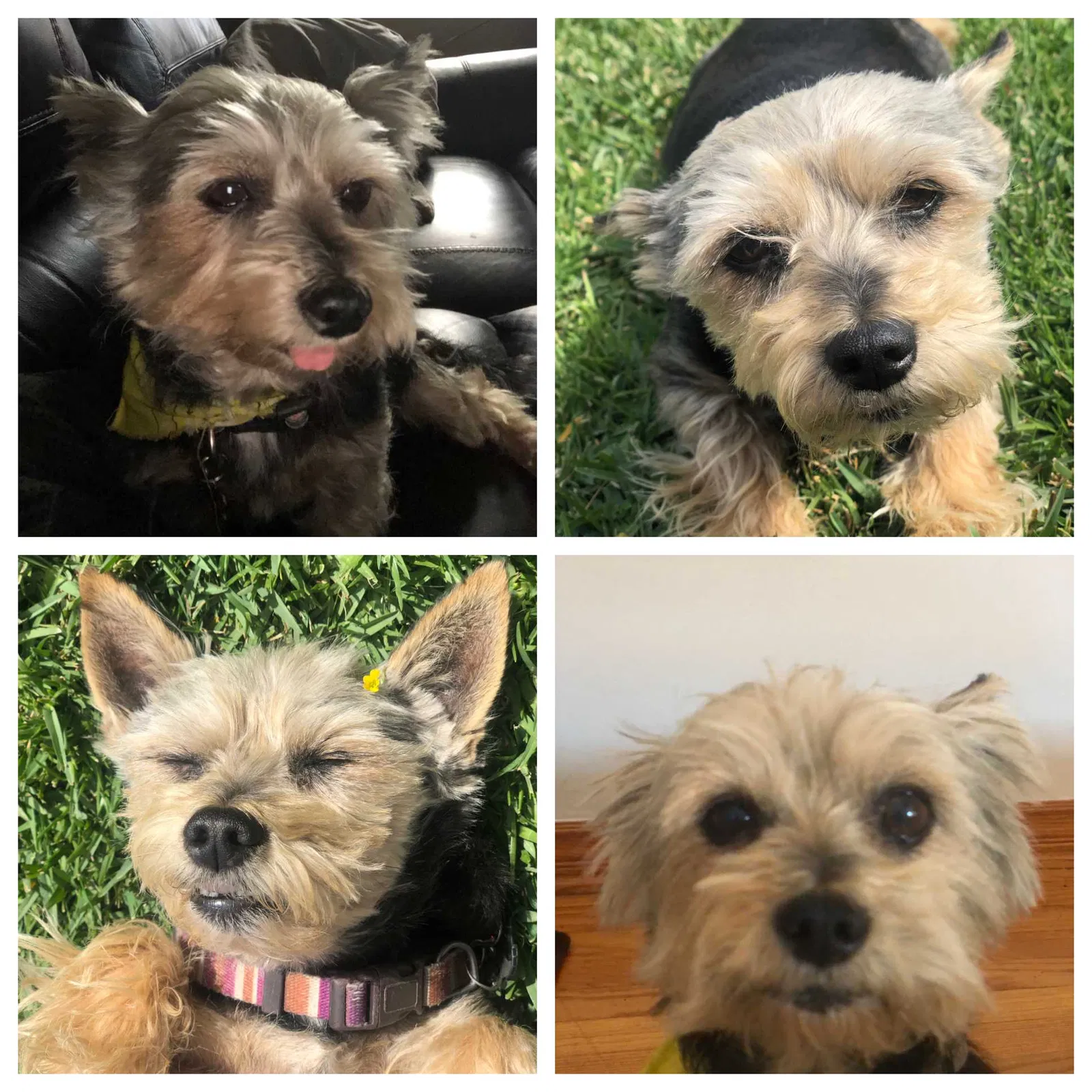 Lost dog in Los Angeles, CA, 90016