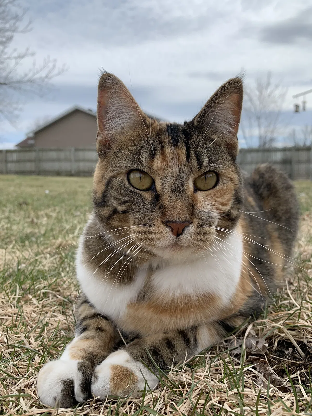 Lost cat in Minneapolis, MN, 55428