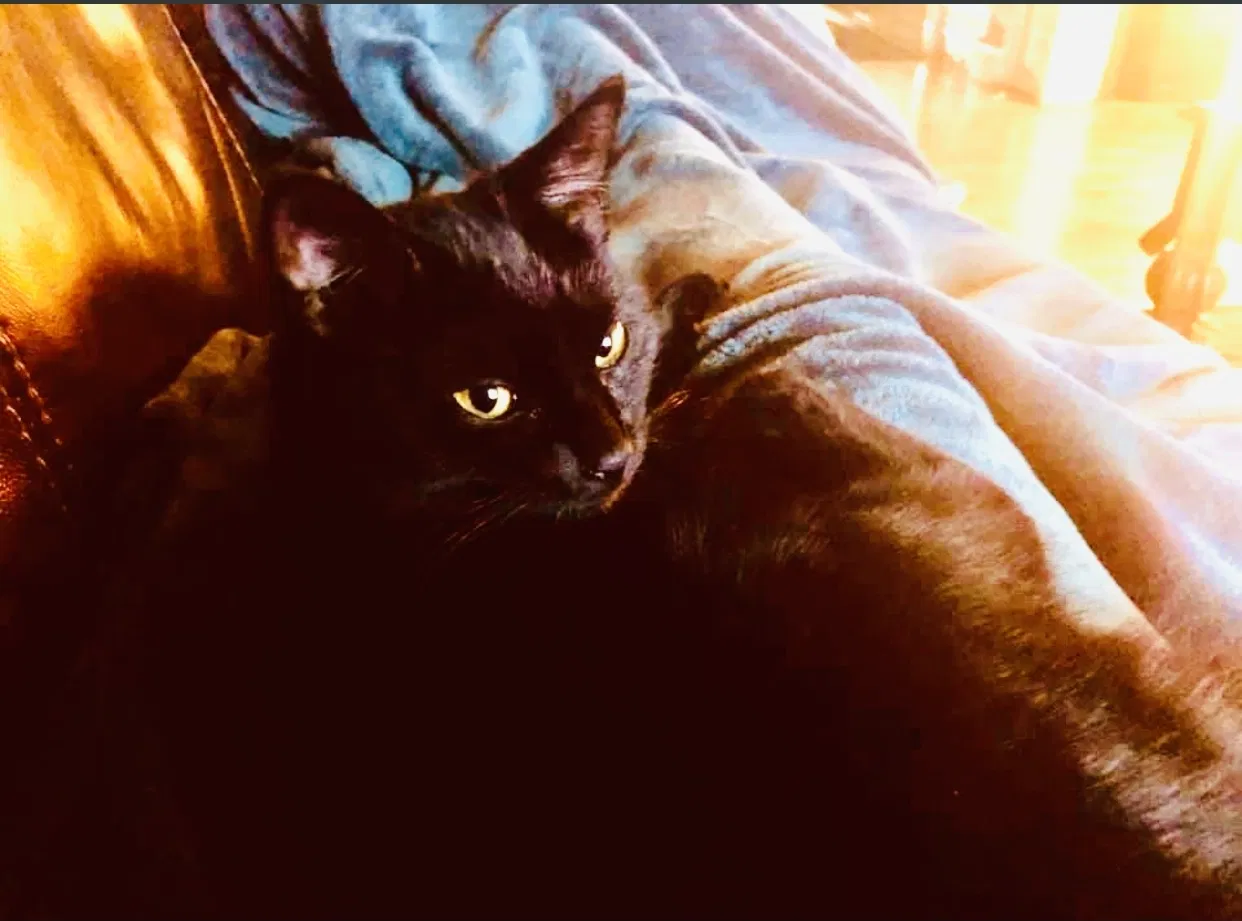 Lost cat in Philadelphia, PA, 19141
