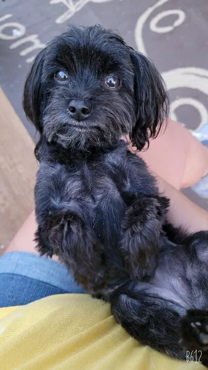 Lost dog in Minco, OK, 73059