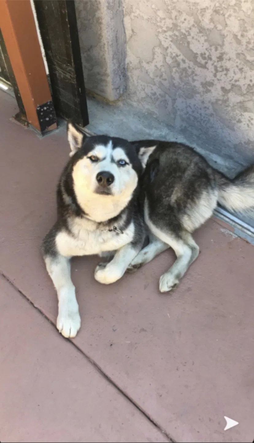 Lost dog in San Diego, CA, 92113