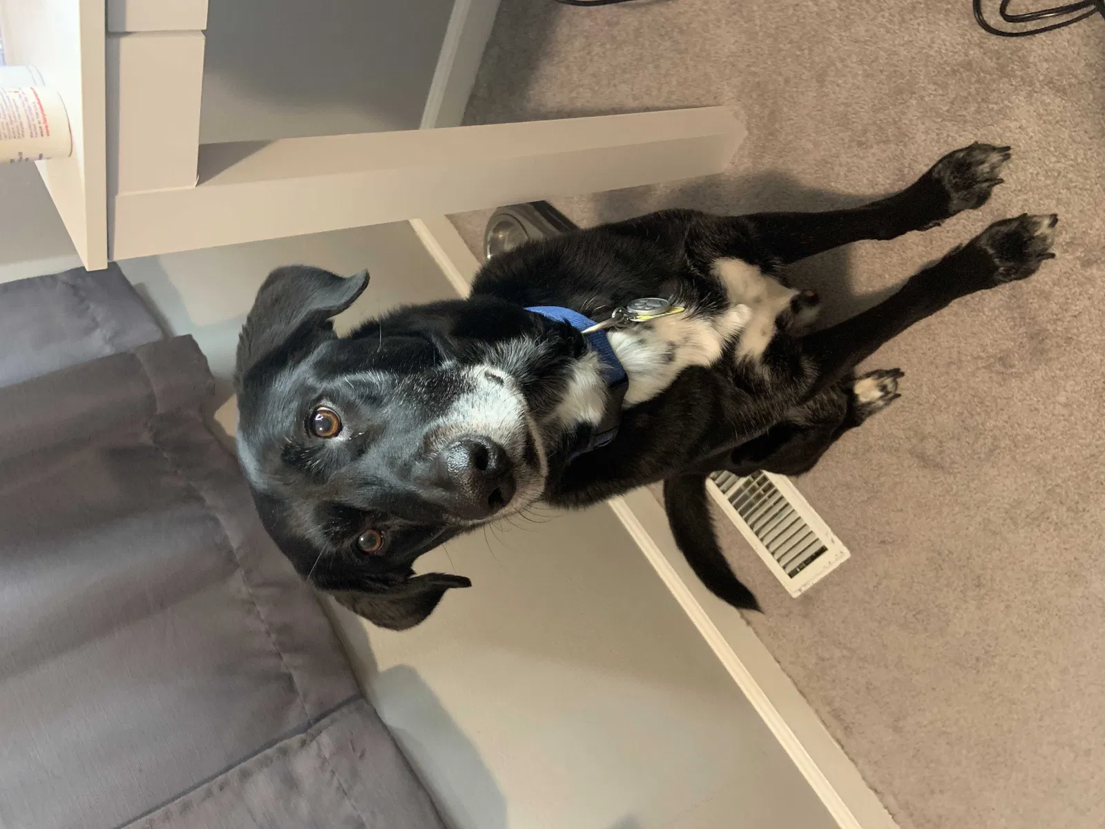 Lost dog in Greenwood, IN, 46143