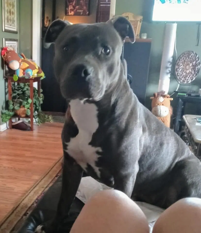 Lost dog in Boynton Beach, FL, 33472