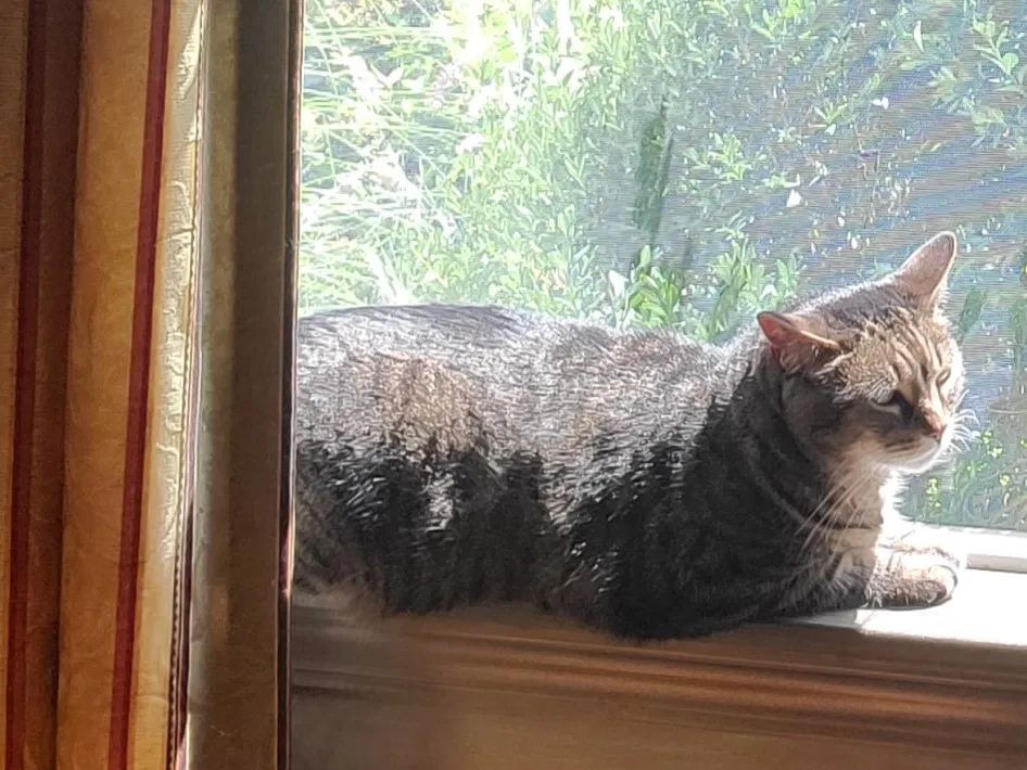 Lost cat in Wilton, CT, 6897