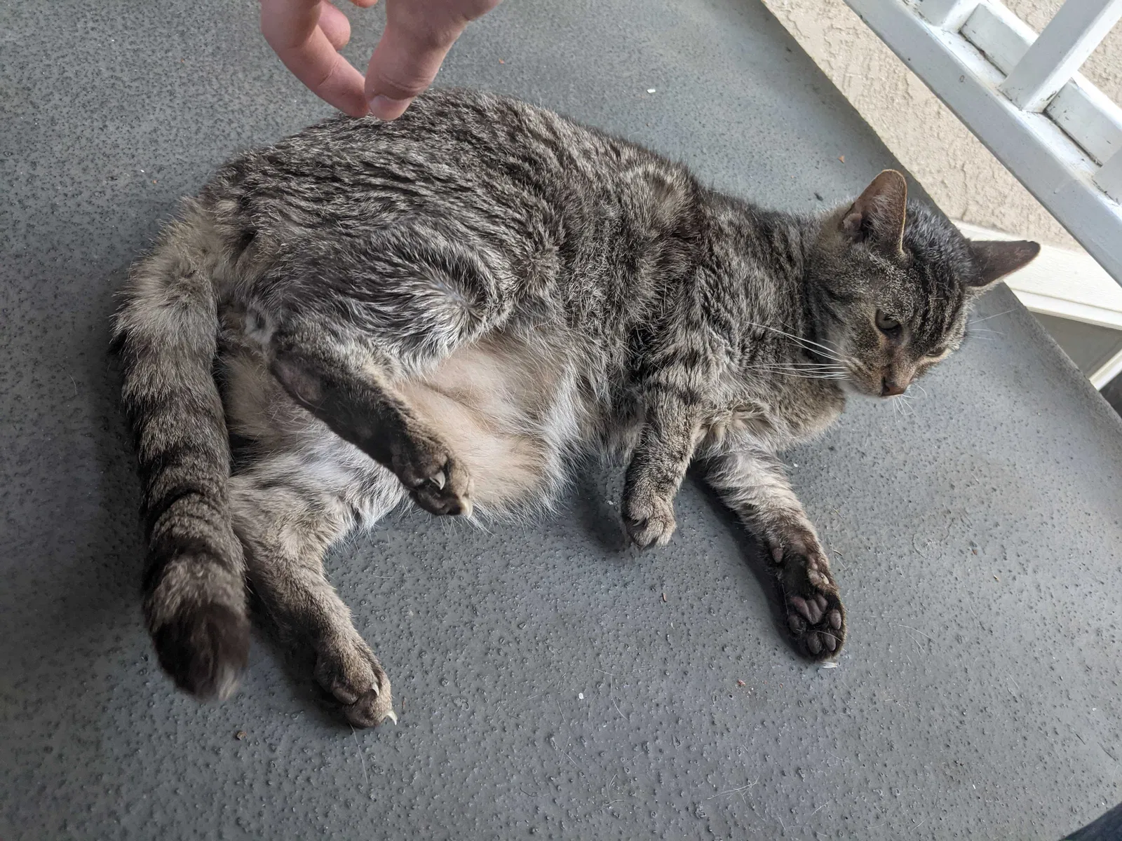 Found cat in Laguna Beach, CA, 92651