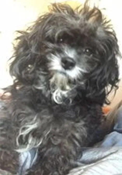 Lost dog in Durham, NC, 27707