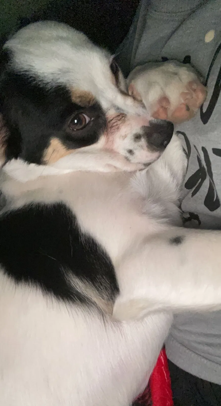 Lost dog in San Antonio, TX, 78233