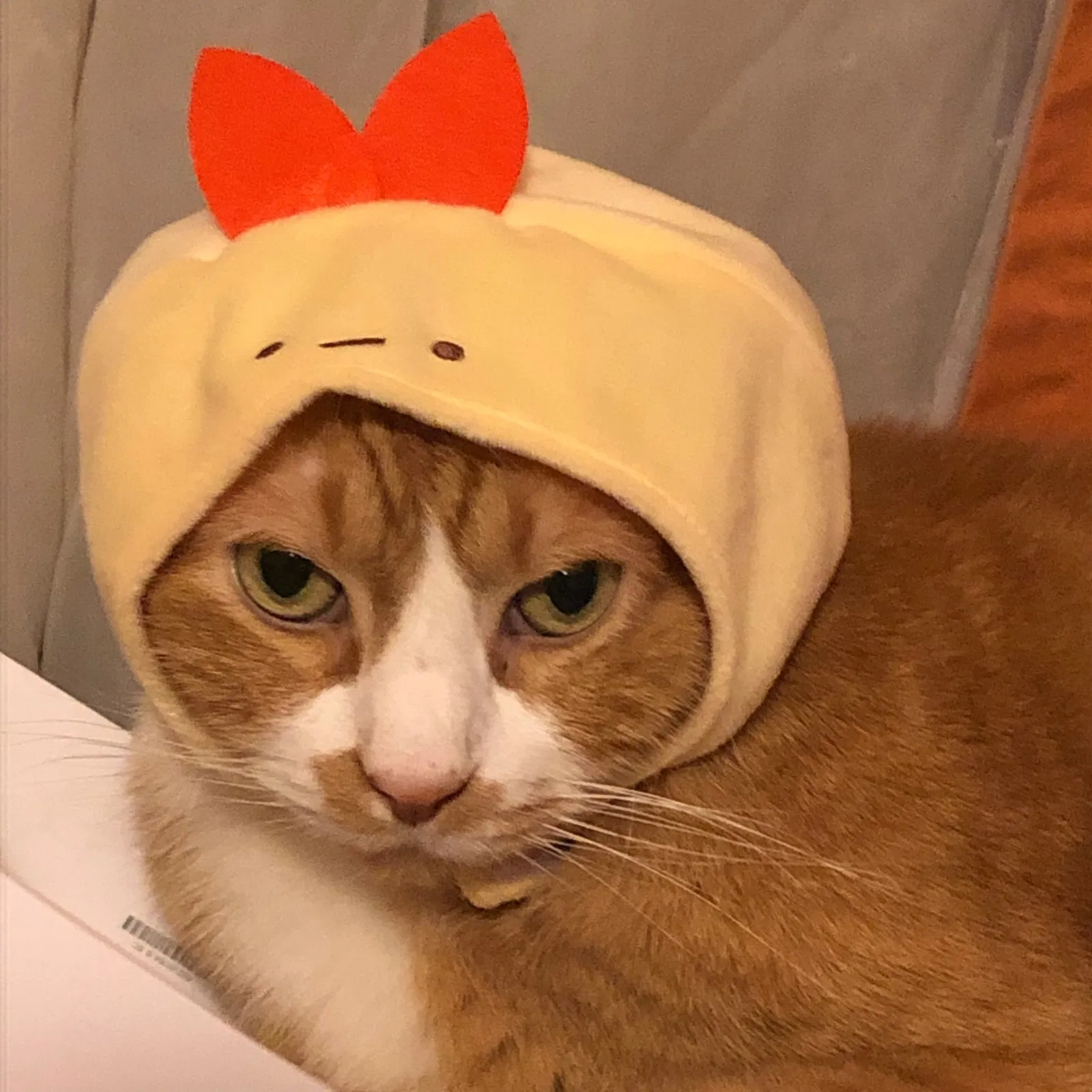 Lost cat in Springfield, IL, 62704