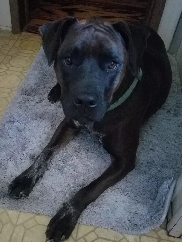 Lost dog in Lexington, SC, 29073