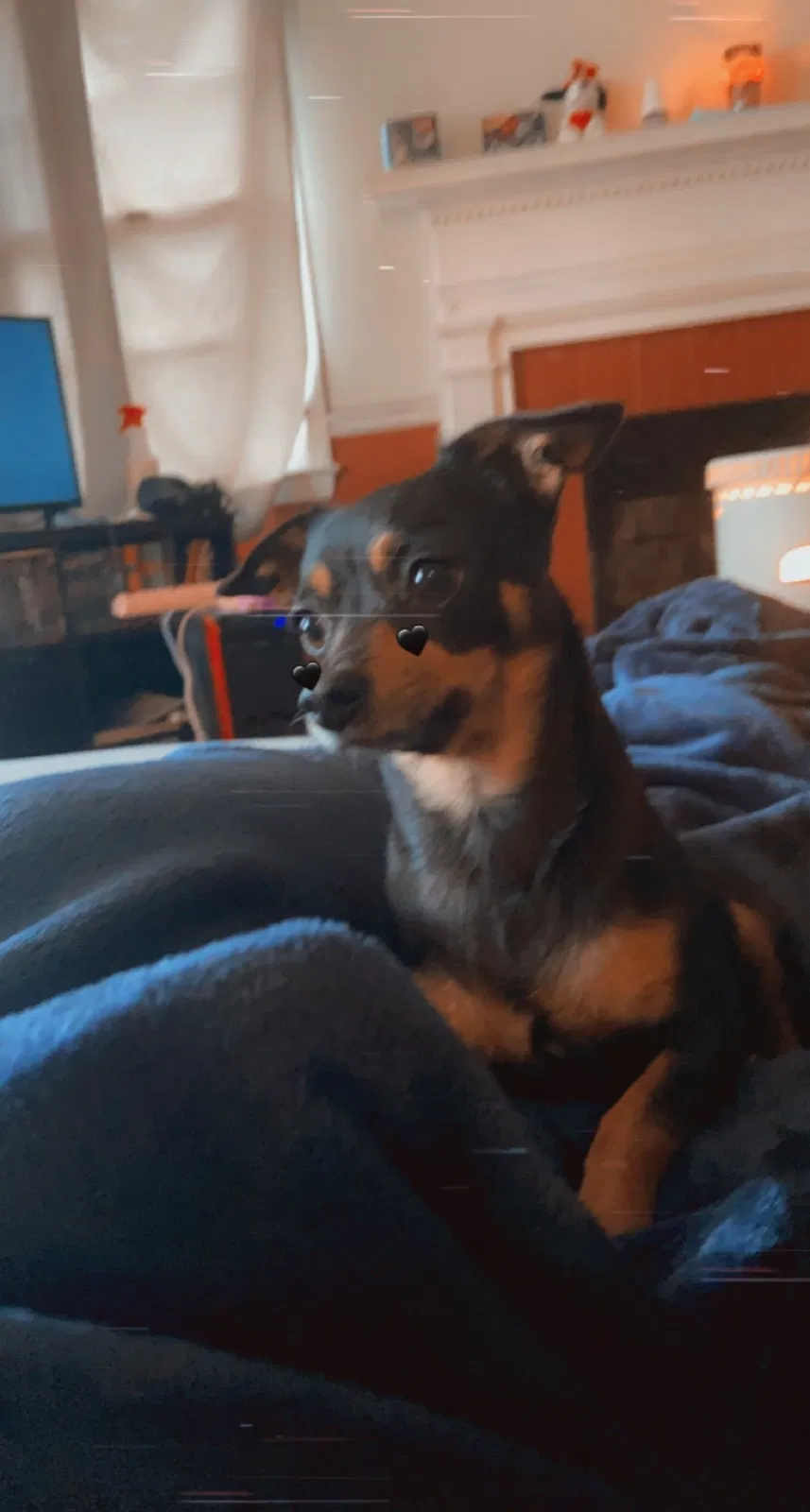 Lost dog in Lumberton, NC, 28358